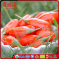 China blushwood Beere ningxia goji Beerendrachekräuter goji Beere